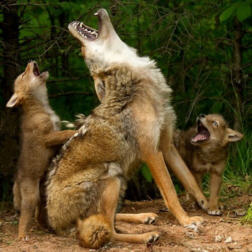 Understanding the Complexity of a Carnivore's Life